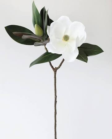 Magnolia Stem 31"
