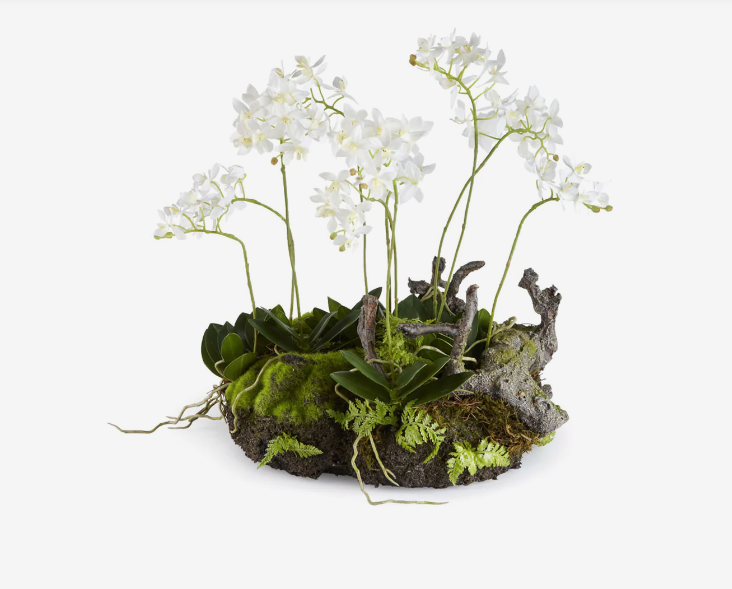 Mini Dendrobium w/ Rustic Drop-In - 16"