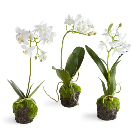 Phalaenopsis Orchid Drop-Ins 12"