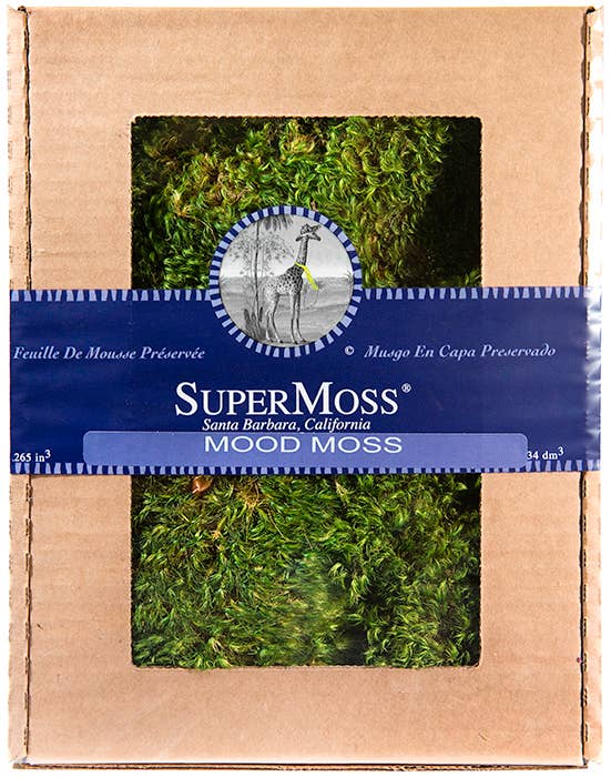 Mood Moss Preserved